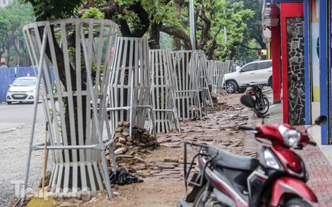 Lo ngại mất trộm, Hà Nội mặc 'áo giáp sắt' cho hàng sưa đỏ