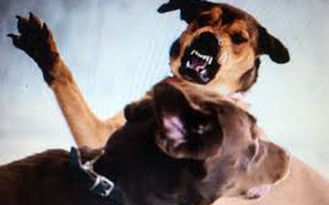 Liên tiếp cấp cứu các trường hợp trẻ bị chó cắn