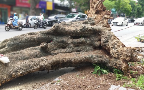 Hà Nội: Đốn hạ một cây xanh cổ thụ khổng lồ có thể đổ bất kỳ lúc nào trên đường Bà Triệu