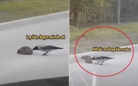Clip quạ ra sức ủn mông nhím béo sang đường để tránh ô tô thu hút hơn 2 triệu lượt xem: Siêu anh hùng đời thực đây chứ đâu!