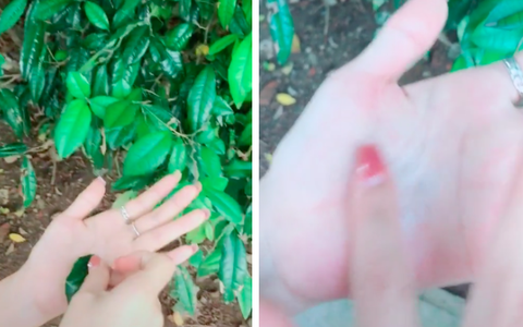 Chiếc lá kì lạ cứ cọ vào tay là ra nhựa trắng, nhưng chớp mắt cái thì lại biến đi đâu mất khiến dân mạng tranh cãi