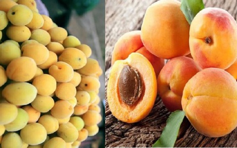 4 loại thực phẩm đầu bảng có thể giúp giảm nguy cơ mắc ung thư, ai cũng nên ăn mỗi ngày