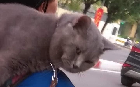 Khuôn mặt lườm nguýt, khó ở của chú mèo ngồi vắt vẻo trên ba-lô phi hành đi dạo phố khiến người đi đường không thể ngó lơ