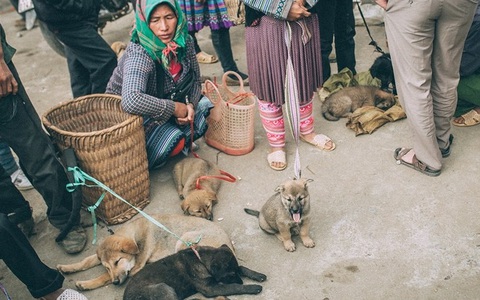 Phiên chợ "có một không hai" để săn lùng quốc khuyển