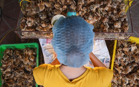 Lạ lùng nghề soi "tĩ" gà: Lương ngang Giám đốc, cạnh tranh ít nhưng cực nhọc khiếp hồn