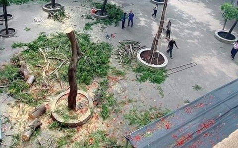 Xin đừng bức tử cây xanh!