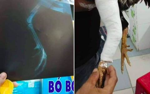 Gà cưng bị gãy chân, thanh niên làm điều khiến ai nấy đều phải "gãi đầu" vì quá khó lường