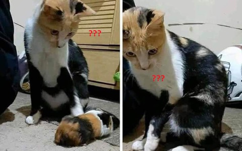 Mèo mẹ hoang mang tột độ khi ngắm con mình, đến khi nhìn rõ "mèo con" thì ai cũng phải thông cảm cho sự ngơ ngác này