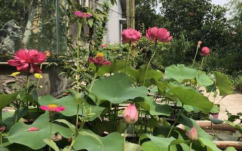 Kinh nghiệm trồng sen trong chậu với 8 loại từ sen quan âm đến sen cung đình khoe sắc tỏa hương của cô gái đảm ở Hải Dương