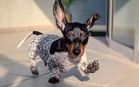 Chú chó Lạp Xưởng trở thành ngôi sao vì "mặc nhầm áo" của bò sữa 