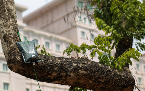 Hà Nội: Sau khi mặc "áo giáp sắt" chống trộm, hàng sưa đỏ được truyền dịch để cấp cứu