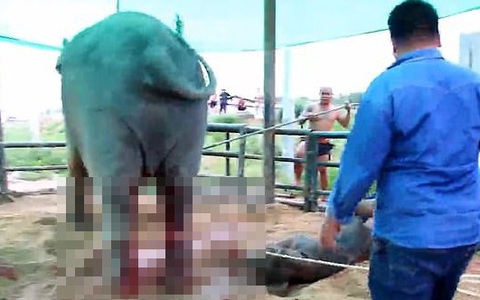 Cảnh tượng voi mẹ giẫm đạp voi con mới sinh không thương tiếc gây ám ảnh nhưng lại bóc trần sự thật chẳng hề dễ chịu