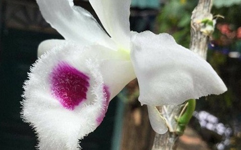 "Những giò lan đột biến giá tiền tỉ là bình thường, thật chứ không ảo"