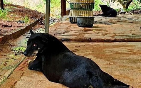 Lùng nhùng nghi vấn "báo đen" xuất hiện ở Đồng Nai: Bất ngờ từ người báo tin