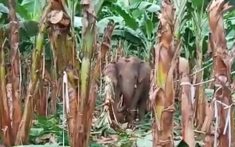 Đàn voi rừng quậy phá khu dân cư Đồng Nai bất chấp hàng rào điện