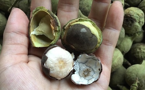 Quả rừng Sơn La hoang dại thơm ngọt giống phô mai tươi, bà nội trợ Hà thành liên tục đặt mua về làm sữa hạt, nấu canh