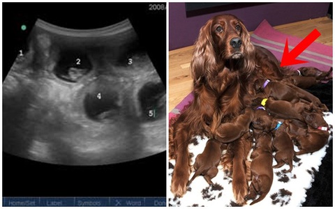 Con chó mang thai: Con chó của bạn đang mang thai và bạn muốn tìm hiểu thêm về quá trình phát triển của con chó con trong bụng mẹ? Hãy xem ảnh liên quan đến chủ đề này để hiểu rõ hơn và chăm sóc tốt hơn cho các bé yêu của bạn.