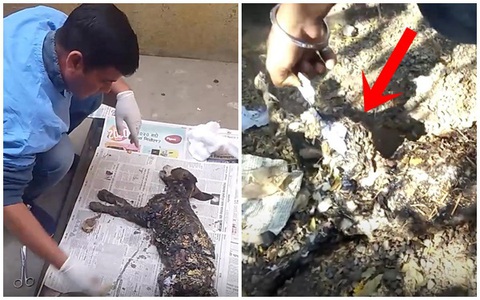 Phát hiện con vật lạ màu đen dính chặt vào vỉa hè, nhân viên cứu hộ mất 4 ngày lau rửa sạch sẽ mới sững sờ nhận ra danh tính của nó