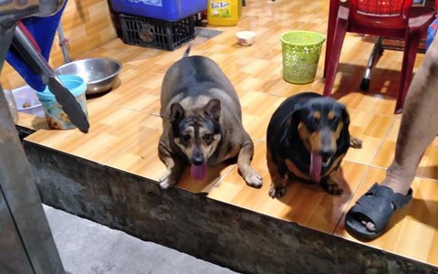 2 chú chó của gia đình bán đồ ăn chay béo rụt cổ, đi lại cũng chẳng xong, dân mạng lanh trí gọi tên AquaDog làm tấm gương học tập