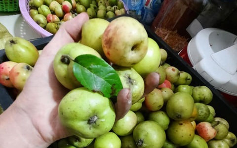 Mùa táo mèo về, tiểu thương chỉ cách chọn táo mèo Tây Bắc đúng chuẩn