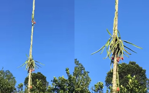 Trồng được cây thanh long ra hoa kết trái kiểu "ngất ngưởng", chủ vườn cứ thế nghẹn ngào nhìn quả chín từ phía xa