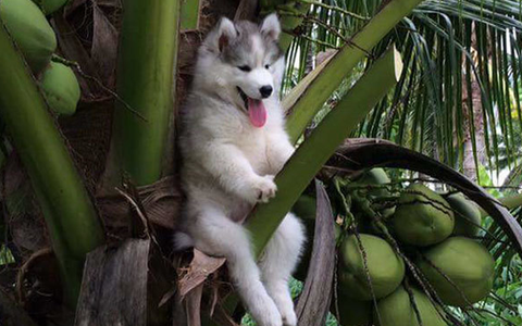 17 khoảnh khắc cho thấy Husky là giống chó ngáo ngơ, lười biếng và không dũng cảm như quảng cáo