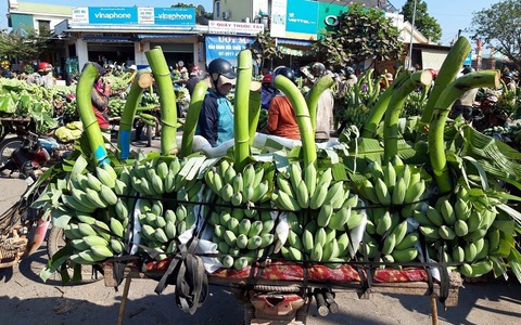 Bỏ 25 triệu đồng mua cả vườn chuối, tiểu thương thắng đậm gấp đôi khi bán 10 ngày Tết