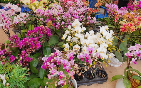 Giá hoa lan hồ điệp ngày sát Tết: 250 ngàn một cây nhưng dân sành điệu vẫn "chơi" những chậu gần cả trăm cây