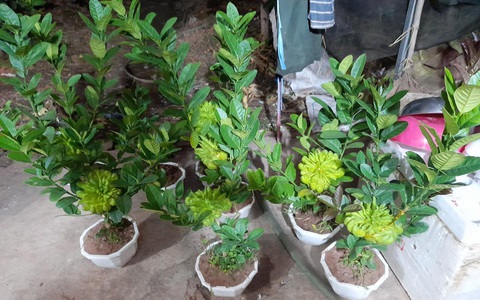 Người phụ nữ tuổi 40 thắng lớn 70 triệu nhờ cận Tết buôn được lô cây phật thủ bonsai giá mềm