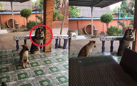 Chú chó Husky úp mặt vào tường sám hối, nhưng ánh mắt ti hí đã tố giác hành động lươn lẹo của đại boss