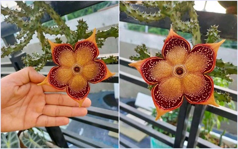 Cô gái khoe trồng ra loại hoa lạ chơi Tết, nhìn sơ thì giống hoa xác chết nhưng lại là cây cảnh rẻ tiền mà chẳng ai ngờ tới