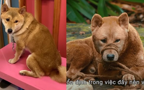 Bất ngờ về chú chó Shiba trong phim Cậu Vàng: Từ một chú chó bị tự kỷ, hay cắn đến một "diễn viên 4 chân duy nhất trên màn ảnh Việt" được mọi người yêu thương