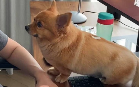 Mẹ bầu Giang Ơi giận dỗi không thèm nói chuyện, ông xã nhờ cún cưng giảng hòa bằng cách rõ đáng yêu!