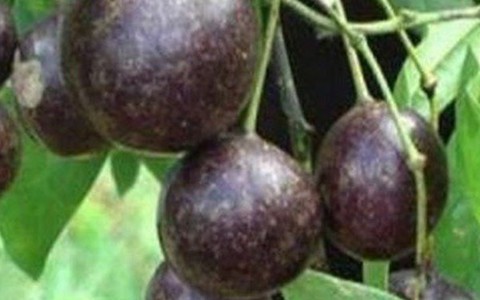 Cần làm gì khi trẻ bị ngộ độc do ăn quả hồng châu?