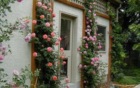 Người dùng muốn tìm kiếm các hình ảnh vườn hoa hồng leo đẹp trên Google.