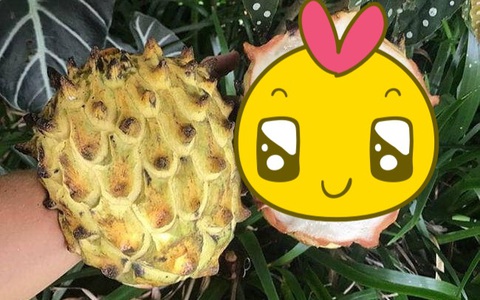 Loại quả gai góc xù xì, tưởng cùng họ với sầu riêng nhưng xuất thân cực kì "sang chảnh"