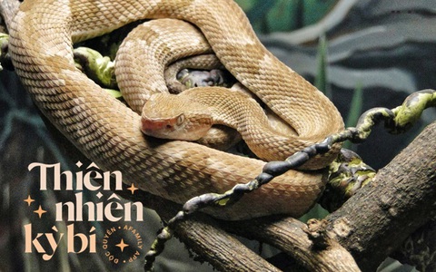 "Hòn đảo tử thần" nơi sinh sống của hàng vạn con rắn độc: 1 mét vuông 5 con rắn, ẩn giấu truyền thuyết về kho báu cướp biển