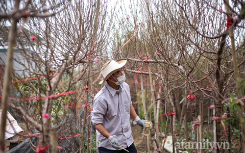 Người dân làng đào Nhật Tân tất bật tuốt lá, đếm từng ngày chuẩn bị cho Tết Nhâm Dần 2022
