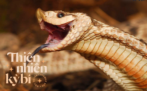 Diễn viên xuất sắc nhất thế giới động vật: Loài rắn "thây ma" chuyên lăn đùng giả chết, còn biết phun máu như đóng phim chưởng!