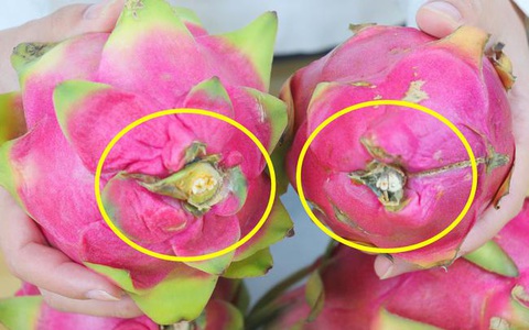 Ra chợ, người thông thái thấy thanh long có dấu hiệu này sẽ mua ngay vì chúng "ngon nhất chợ", lại dồi dào dinh dưỡng và rất tốt cho sức khỏe
