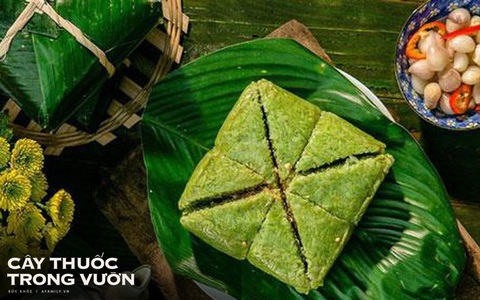 Ngoài gói bánh chưng, chuyên gia tiết lộ lá dong còn có thể chữa bệnh theo cách này nhưng không phải ai cũng biết