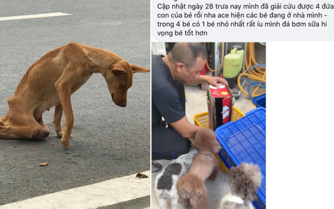 Dân mạng kêu gọi cứu trợ chú chó cái bị liệt hai chân lết đi kiếm ăn dưới một chung cư cao cấp ở Sài Gòn