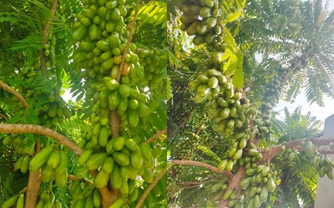 Loại khế tròn như trái nhót mọc thành chùm sai bó lấy thân cây khiến cư dân mạng trầm trồ, nghe về độ chua của nó mới thực sự "hoảng hốt"