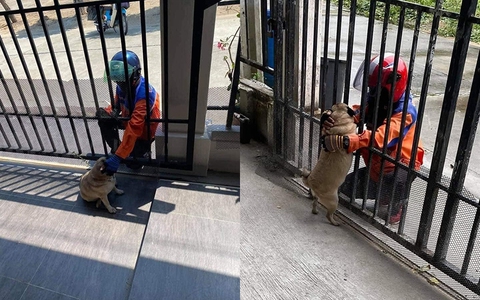 Chú chó mê chàng shipper nên mắc bệnh tương tư, bỏ ăn bỏ uống, con sen "khóc ròng" vì chiều lòng đại boss mà liên tục phải đặt đồ online đến mức sắp phá sản