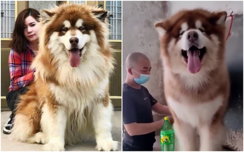 Đã quen với những chú boss "ngáo" nuôi trong nhà, ai cũng giật mình trầm trồ khi biết trên thế gian tồn tại một giống chó khổng lồ to gấp đôi lực sĩ