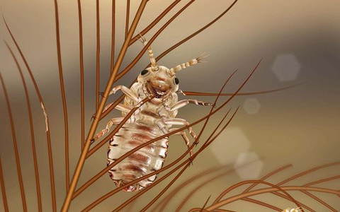 Phát hiện ra loài bọ nguyên thủy dám ăn cả lông của khủng long