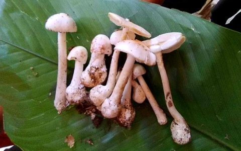 Vụ 4 người trong gia đình ngộ độc nấm: Bác sĩ khuyến cáo không ăn nấm lạ