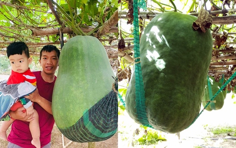 Khoe trái bí đao "siêu to siêu khổng lồ" nặng đến 50kg, anh chàng khiến dân mạng mắt tròn mắt dẹt: Bổ ra nấu chắc cả huyện ăn mới hết!