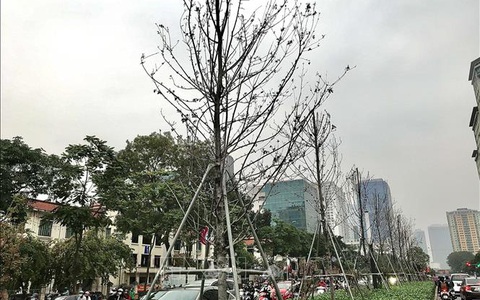 Hà Nội: Trồng bàng lá nhỏ thay thế cây phong lá đỏ bị chết khô