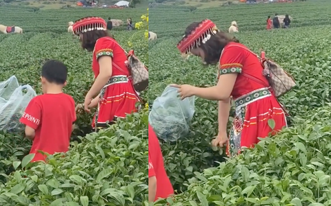 Cộng đồng mạng truy tìm danh tính người phụ nữ vô ý thức thẳng tay vặt sạch ngọn chè trên đồi chè mang về 